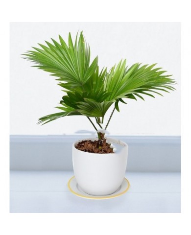Trồng cây cọ ta lọc không khí, đuổi muỗi cực tốt Trồng cây cọ ta lọc không khí, đuổi muỗi cực tốt