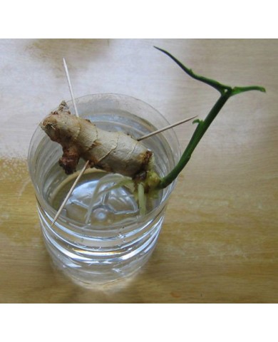 Trồng rau thủy canh tại nhà Trồng rau thủy canh tại nhà