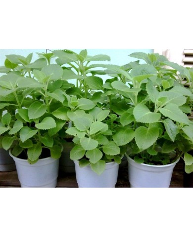 Vì sao nên trồng cây húng chanh Vì sao nên trồng cây húng chanh