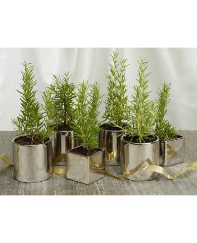 Trồng cây hương thảo cực thơm, đuổi muỗi cực hiệu quả Trồng cây hương thảo cực thơm, đuổi muỗi cực hiệu quả