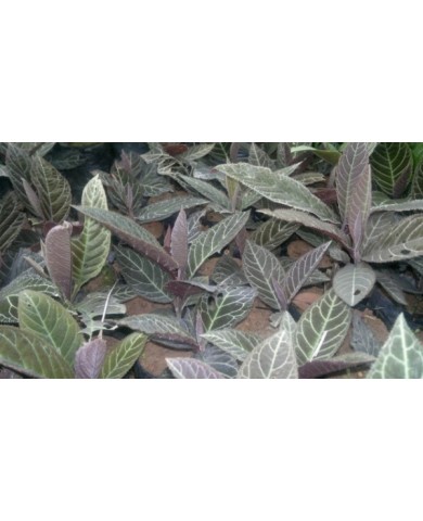 Tác dụng tuyệt vời của cây Khôi Nhung ít người biết Tác dụng tuyệt vời của cây Khôi Nhung ít người biết