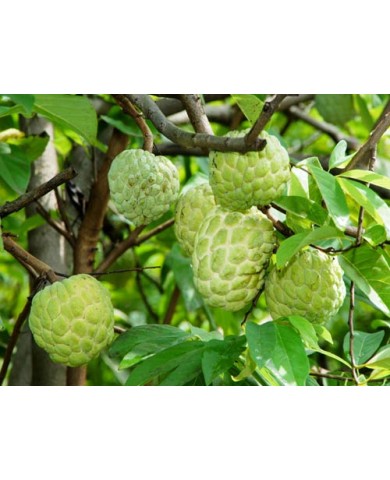 Thử trồng Na dai cực đơn giản trong vườn nhà Thử trồng Na dai cực đơn giản trong vườn nhà