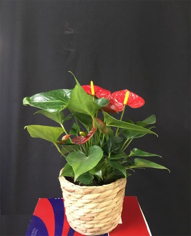 Chậu cây hồng môn
